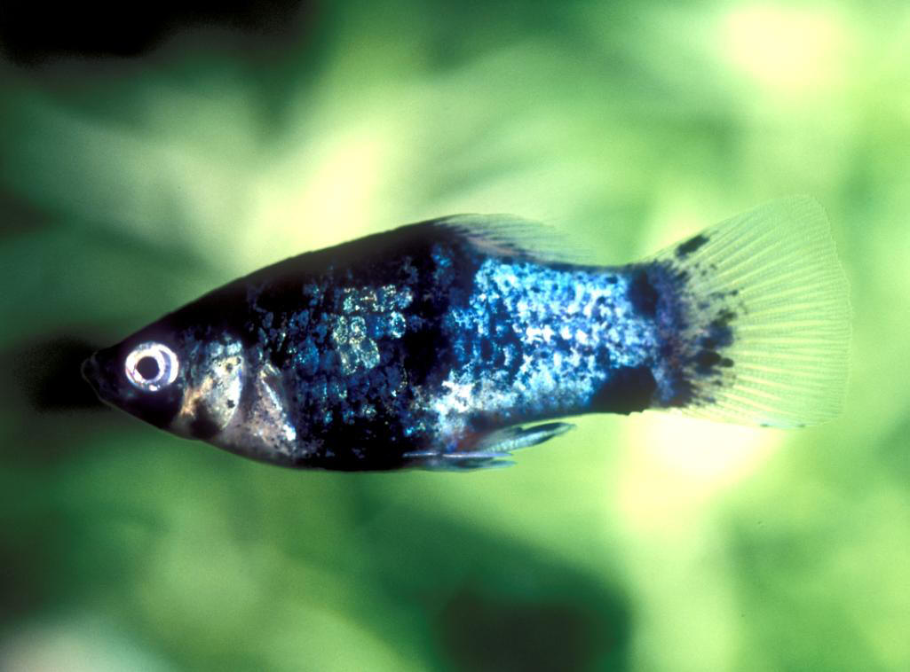 Xiphophorus maculatus